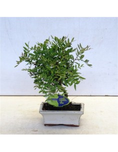 Bonsai Pistacchio...