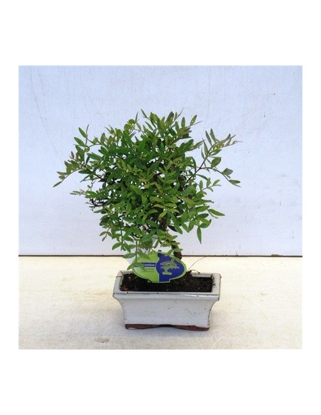 On-line Sale of Bonsai Ficus Ginseng - Bonsai OnLine|Mondo Piante