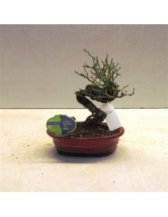 Bonsai di Rose
