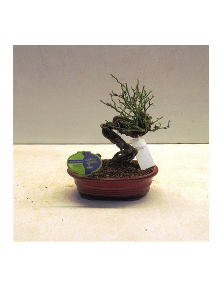 On-line Sale of Bonsai Ficus Ginseng - Bonsai OnLine|Mondo Piante