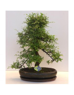 Bonsai Zelkova-Olmo Giapponese