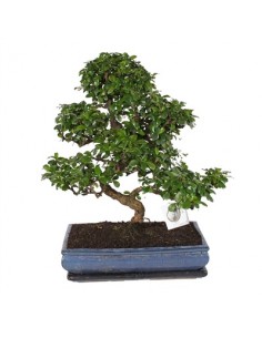 Bonsai Carmona retusa...