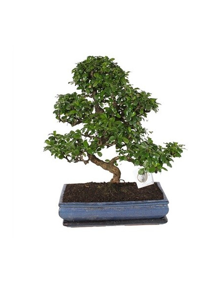 On-line Sale of Bonsai Ficus Ginseng - Bonsai OnLine|Mondo Piante