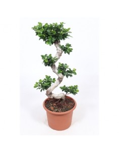 copy of Bonsai Ficus Ginseng