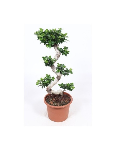 Vendita Bonsai Ficus Ginseng S Vaso 35cm-Bonsai Online|Mondo Piante