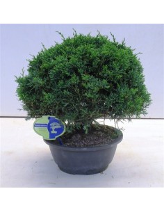Bonsai di Juniperus...