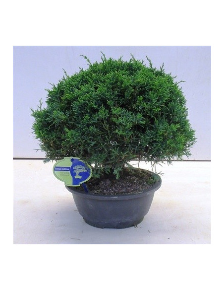 On-line Sale of Bonsai Ficus Ginseng - Bonsai OnLine|Mondo Piante