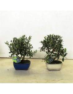 Bonsai di Olivo Vaso 16cm
