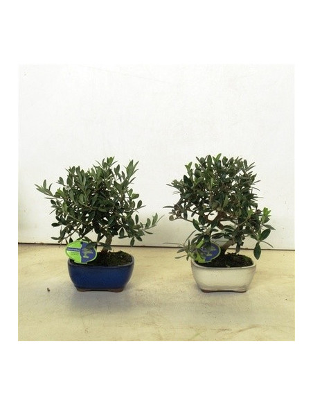 Vendita Bonsai di Olivo Vaso 16cm-Bonsai OnLine|Vivaio Mondo Piante