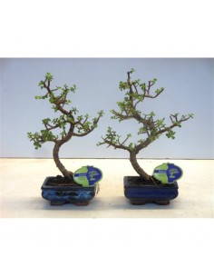 Bonsai Portulacaria afra Shape