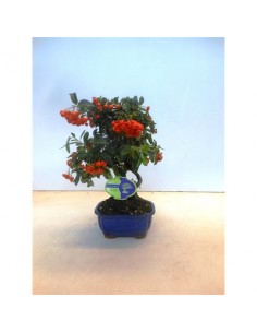 Bonsai Pyracantha...