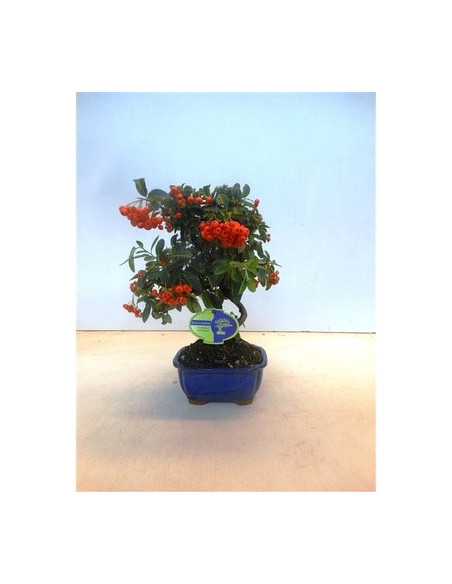Vendita Bonsai di Pyracantha angustifolia-Bonsai OnLine|Mondo Piante