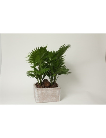 Vendita Bonsai di Livistona rotundifolia Vaso 26cm-Vivaio Mondo Piante