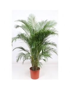 copy of Pianta Westringia...