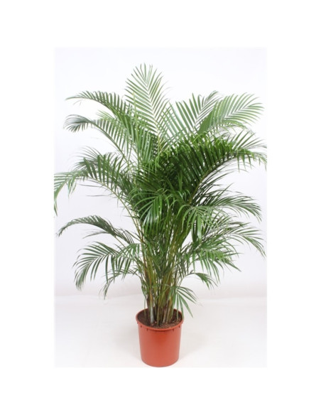 Vendita Pianta  Dypsis lutescens Vaso 34-Palmizi online|Mondo Piante