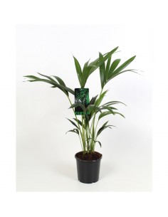 copy of Pianta Westringia...