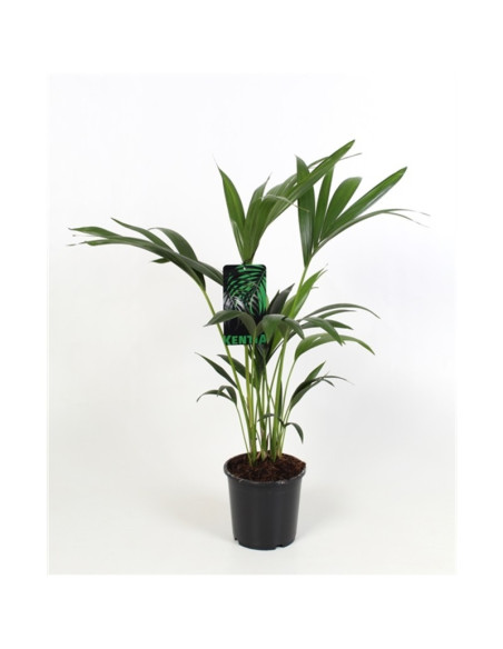 Vendita Pianta Howea forsteriana 19cm-Palmizi online|Mondo Piante