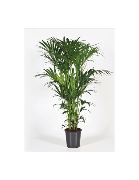 Vendita Pianta Howea forsteriana Vaso 27cm-Palmizi online|Mondo Piante