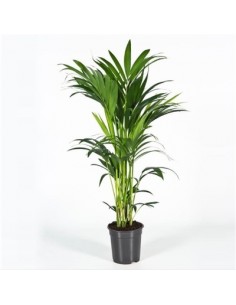 copy of Pianta Westringia...