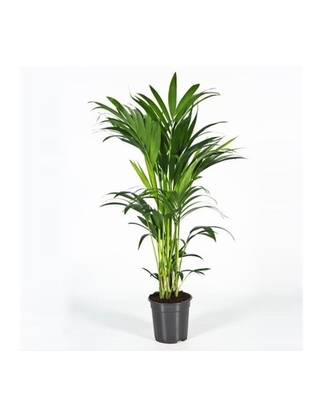 Vendita Pianta Howea forsteriana 21cm-Palmizi online|Mondo Piante