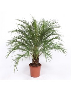 Pianta Phoenix Robellina... 2