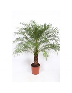 Pianta Phoenix Robellina... 2