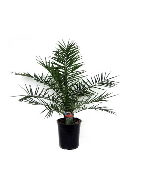 Vendita Pianta Phoenix canariensis 21cm-Palmizi online|Mondo Piante