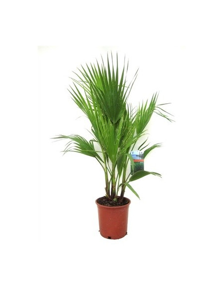 Vendita Pianta Washingtonia robusta 17cm-Palmizi online|Mondo Piante