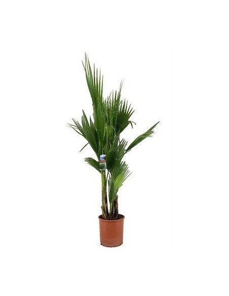 Vendita Pianta Westringia - Piante Da Cespuglio Online | Mondo Piante