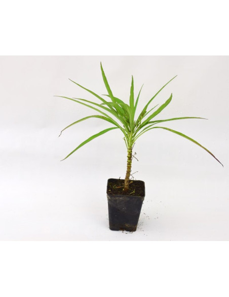 Ruellia Plant for Sale - Bush Plants Online | Mondo Piante