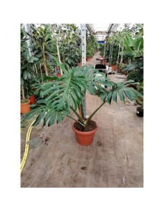 Pianta Monstera deliciosa...