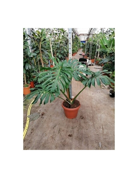 Vendita Pianta Monstera deliciosa Vaso 45cm-Piante Verdi|Mondo Piante