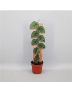 Pianta Monstera Dubia-Juvenile
