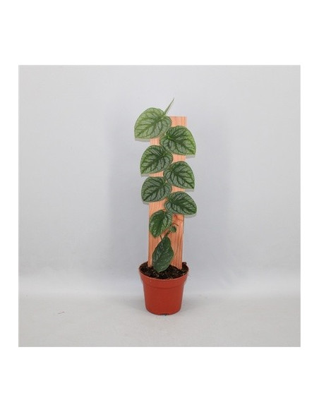 Sale of Alocasia Tree-Green Plants | World of Plants