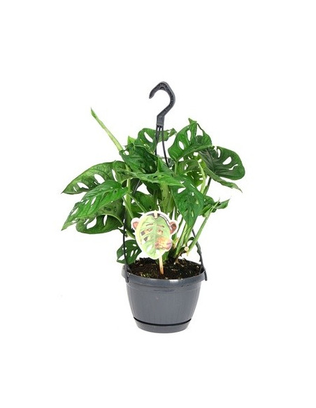 Vendita Pianta Monstera obliqua 15cm-Piante Verdi Online | Mondo Piante