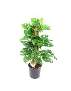 Pianta Monstera... 2