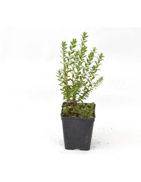 Pimelea Plant for Sale - Bush Plants Online | Mondo Piante