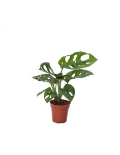 Pianta Monstera...
