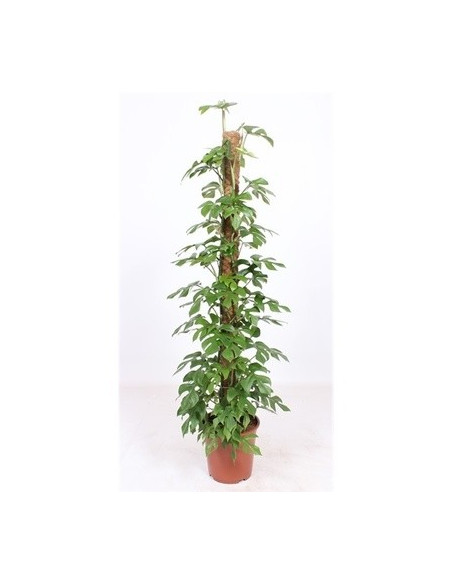 Sale of Alocasia Tree-Green Plants | World of Plants
