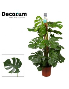 Pianta Monstera deliciosa... 2