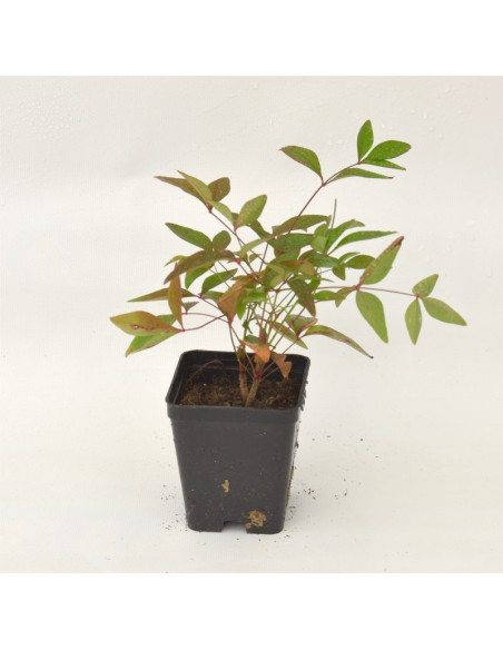 Nandina Domestica Plant for Sale - Bush Plants Online | Mondo Piante