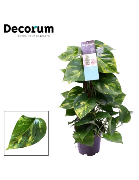 Vendita Epipremnum Palo in Muschio Vaso 19cm-Piante Verdi|Mondo Piante