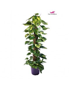 copy of Alocasia tree
