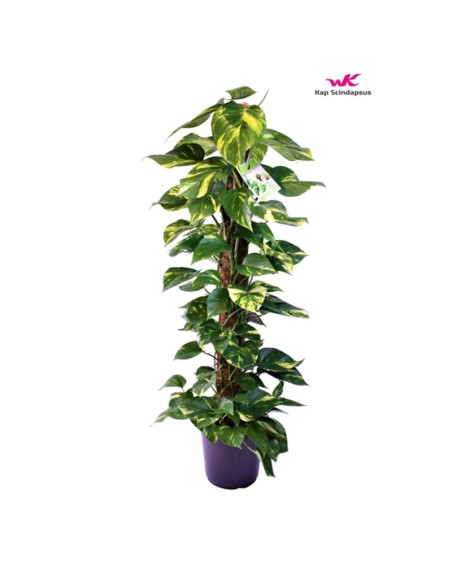 Sale of Alocasia Tree-Green Plants | World of Plants