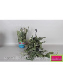 Pianta Scindapsus pictus-Pothos Vaso 15cm