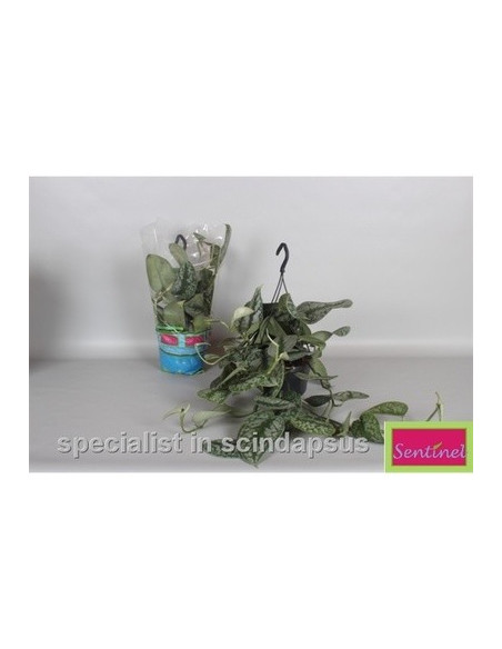 Vendita Pianta Scindapsus pictus-Piante Verdi Online | Mondo Piante