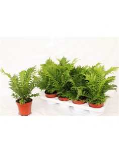 Pianta Blechnum gibbum Vaso...
