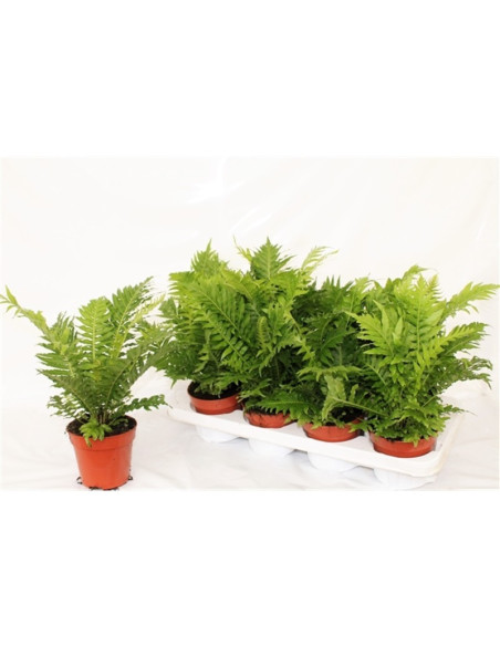 Vendita Pianta Blechnum gibbum-Piante Verdi Online | Mondo Piante