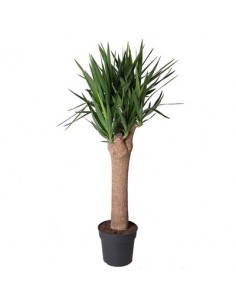 copy of Yucca Plant
