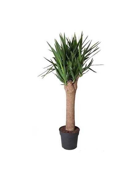 Yucca Plant for Sale - Bush Plants Online | Mondo Piante